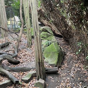 Fossa enclosure 011219