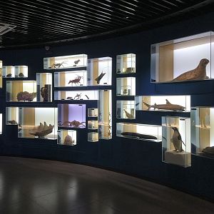 Taxonomy Exhibits