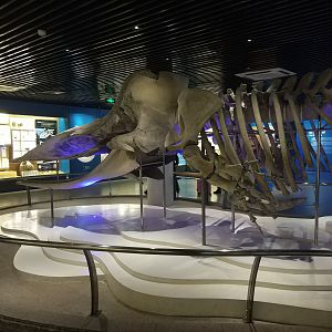 Whale Skeleton