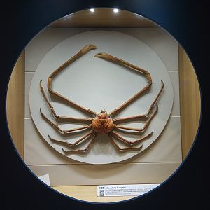Japanese Spider Crab