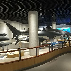 Shark Hall