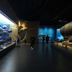 Cetacean Hall