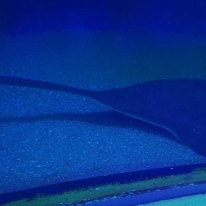 Sawfish ID