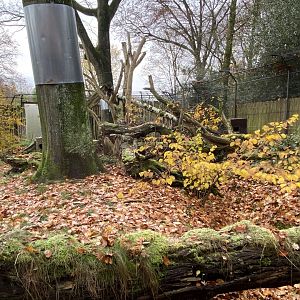 European wildcat enclosure 011219