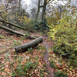 Eurasian lynx exhibit 011219