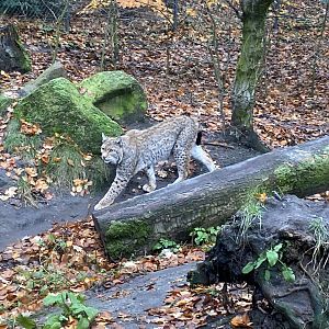 Eurasian lynx 011219
