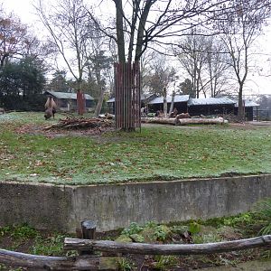 Bactrian camel enclosure 011219