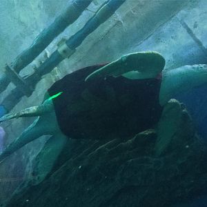Sea Turtle