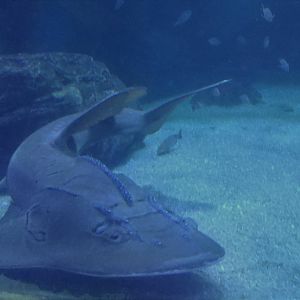 Bowmouth Guitarfish