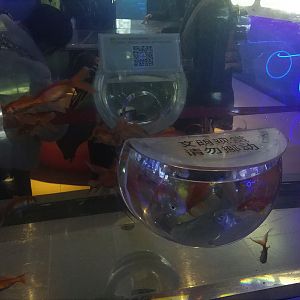 Goldfish Exhibit