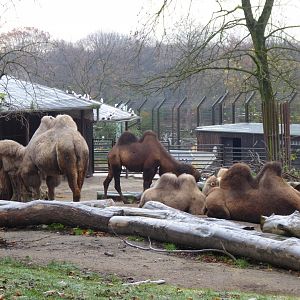 Bactrian camels 011219
