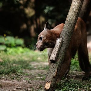 Cougar rubbing against the brush