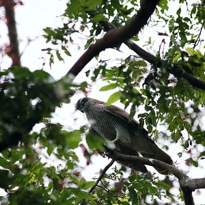 Northern goshawk