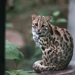 Leopard cat