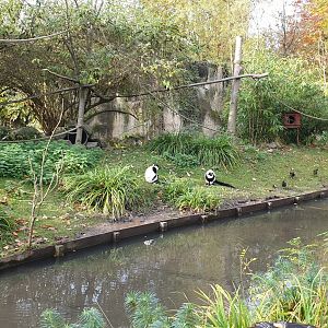 Black and white ruffed lemur island