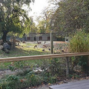 Addax - Ostrich - Dorcas gazelle enclosure