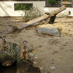 Meerkat enclosure
