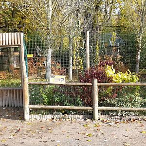 Viewing-window Serval-enclosure