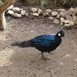 Palawan peacock-pheasant - male