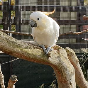 Sulpher-crested cockatoo