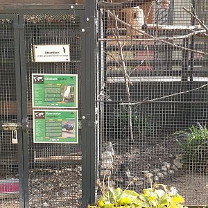 Aviaries Peacock-pheasant and Sulpher-crested cockatoo
