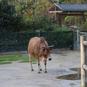 Zebu