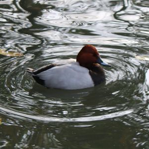 Pochard