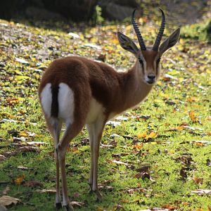 Kordofan dorcas gazelle