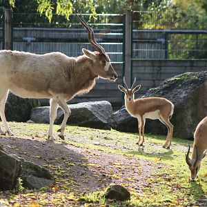 Addax and Kordofan dorcas gazelles