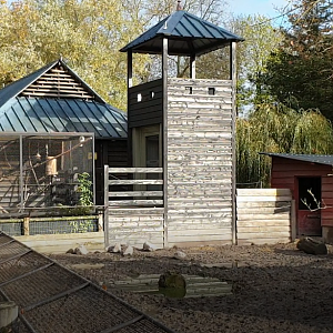 Enclosure Woolly pig and aviaries Peacock-pheasant and Cockatoo