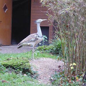 Southern koi bustard 011219