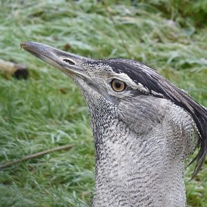 Southern koi bustard 011219