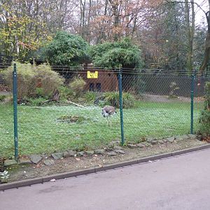Southern koi bustard enclosure 011219