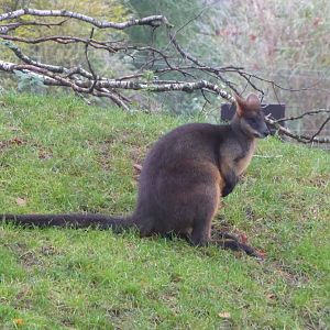 Swamp wallaby 011219