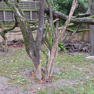 Outdoor enclosure for Common wombat, Short-beaked echidna and Koala 011219