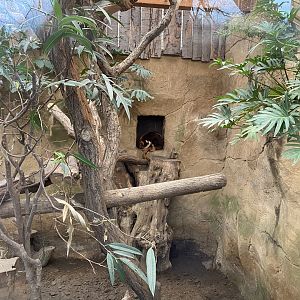 Indoor enclosure for Goodfellow's tree-kangaroo and Short-beaked echidna 011219