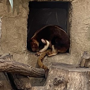 Goodfellow's tree-kangaroo 011219