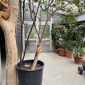 Interior decor - Koala House 011219