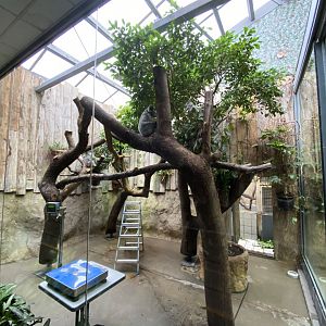 Koala House 011219