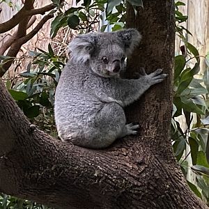 Koala 011219