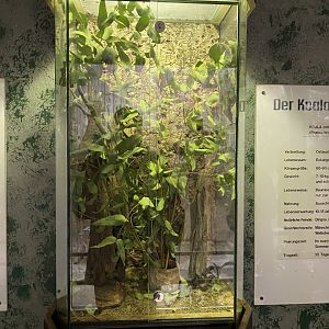 Koala House - Pinkj-winged stick insect exhibit 011219