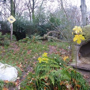Tasmanian devil exhibit 011219