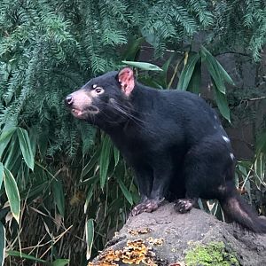 Tasmanian devil 011219