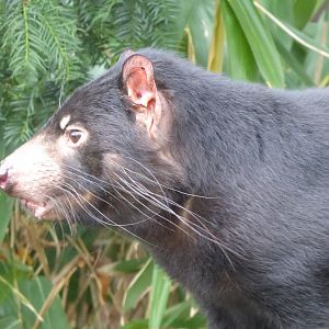 Tasmanian devil 011219