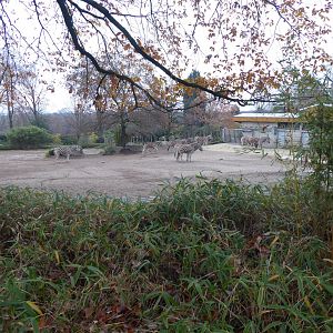 Afrikanum - Burchell's zebra exhibit 011219