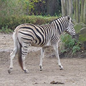 Afrikanum - Burchell's zebra 011219
