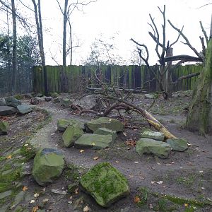 European wolverine exhibit 011219