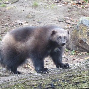 European wolverine 011219