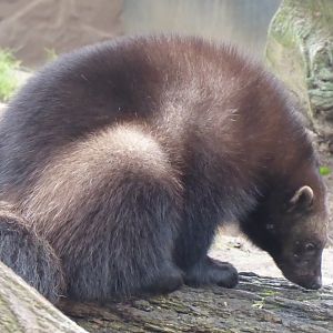 European wolverine 011219