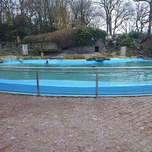 California sealion exjibit 011219